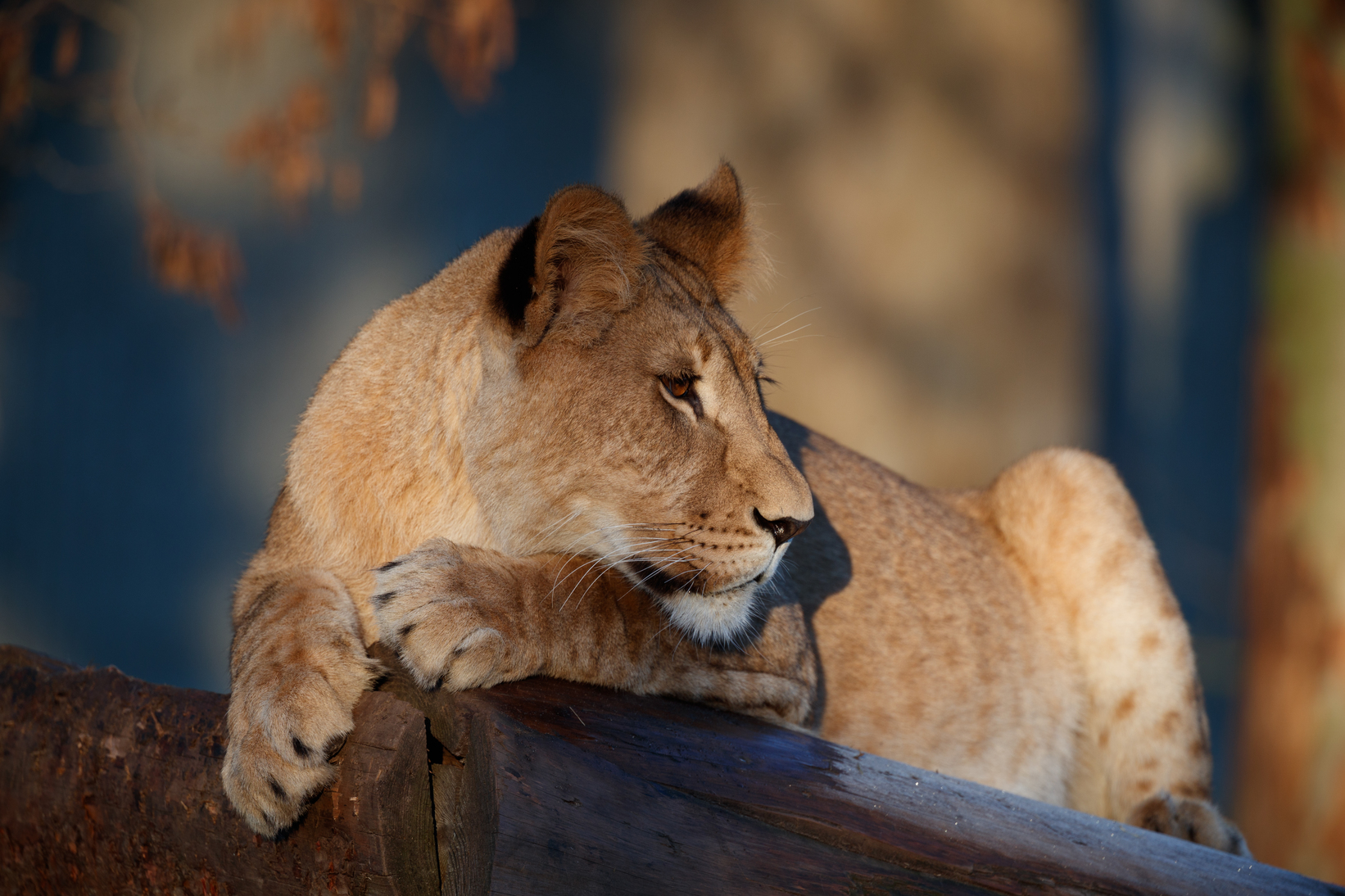 7. September - Tur til Zoo